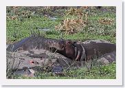 07IntoNgorongoro - 076 * Hippopotamus.